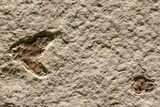 Impressive Fossil Palm and Fish Mural - Ready To Hang #382737-7